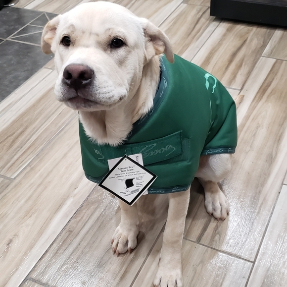 Pessoa Dog Coat - Picture 7 of 8